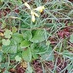 Primula veris Vekstform