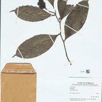 Heteropsis flexuosa Leaf