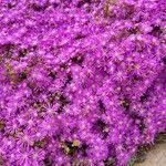 Drosanthemum hispidum Blüte