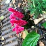 Salvia oxyphora Flower