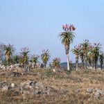 Aloe excelsa Habit