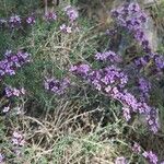 Thymus algeriensis Habit