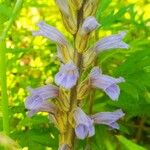 Phelipanche purpurea Λουλούδι