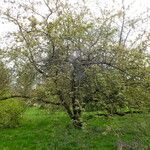 Malus × floribunda Plante entière