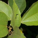 Hampea appendiculata