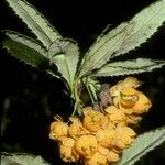Berberis serratodentata Floare