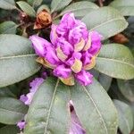 Rhododendron catawbiense Muu