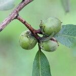 Diospyros kirkii Frukto