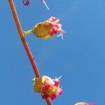 Tellima grandiflora Цветок