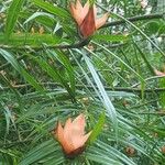 Freycinetia cumingiana Blüte