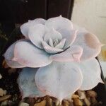 Echeveria laui ഇല