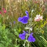 Salvia chamaedryoides Fleur
