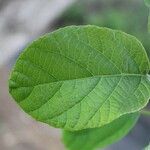 Cordia africana Frunză