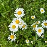 Leucanthemum ircutianum Blüte