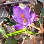 Crocus heuffelianus Çiçek