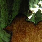 Isolona hexaloba Corteza
