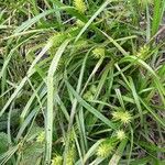 Carex lupuliformis Лист