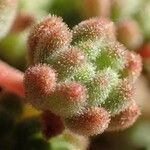 Sedum hirsutum Φρούτο