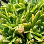 Androsace ciliata Likasa