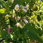 Solanum carolinense Cvet