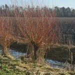 Salix viminalis Habitat