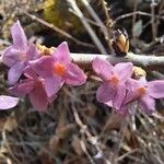 Daphne mezereumBloem