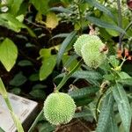 Canna glauca Fruit