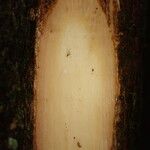 Trichilia prieuriana Écorce