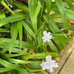 Iris japonica 葉