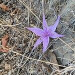 Colchicum variegatum Flower