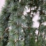 Cedrus atlantica Blad