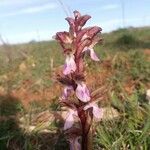 Anacamptis collina Kvet