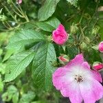Rosa setigera Flor