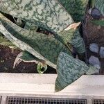 Dracaena aubrytiana पत्ता