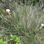 Dianthus saxicola Hábito