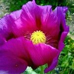 Papaver somniferum Flower