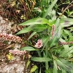 Persicaria maculosa Цветок
