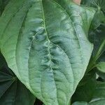 Thunbergia battiscombei Leaf