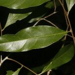 Dichapetalum morenoi Hoja
