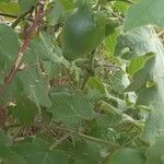 Solanum mammosum Fruit