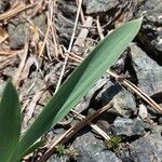Iris reichenbachii Leaf