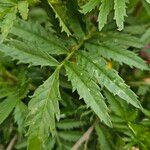 Tagetes tenuifolia Blatt