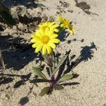 Senecio californicus Blüte