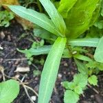Persicaria decipiens 葉