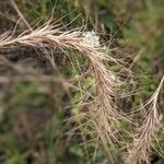 Elymus canadensis 果實