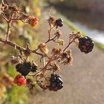 Rubus elegantispinosusMeyve