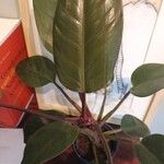 Philodendron erubescensYaprak