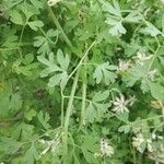 Fumaria agraria Hoja