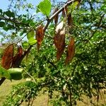 Haematoxylum campechianum Frucht