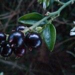 Sarcococca ruscifolia Blad